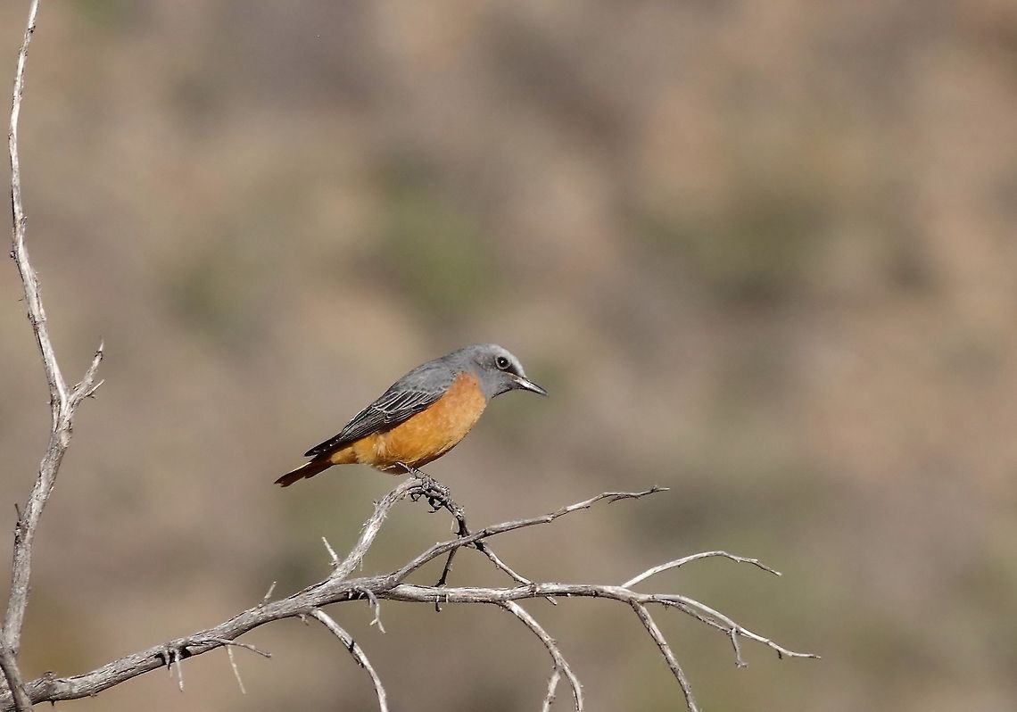 Short-toed rock thrush (Monticola brevipes) Karoo NP, Western Cape, South Africa. Apr 2, 2016. Fall,Geotagged,Monticola brevipes,Short-toed rock thrush,South Africa