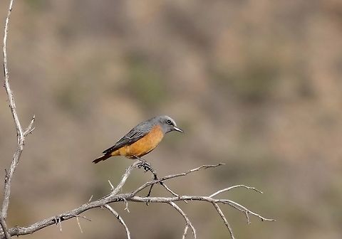 Short-toed rock thrush (Monticola brevipes) Karoo NP, Western Cape, South Africa. Apr 2, 2016. Fall,Geotagged,Monticola brevipes,Short-toed rock thrush,South Africa