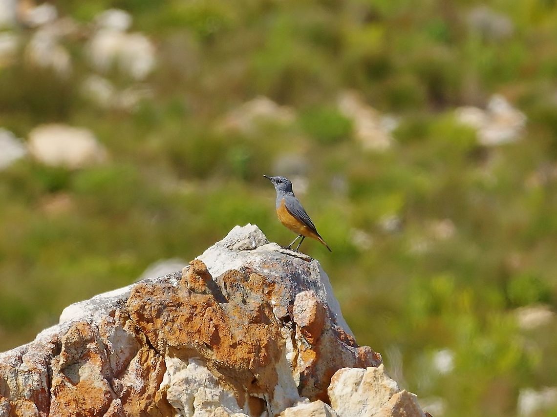 Sentinel rock thrush (Monticola explorator) Rooi-Els, Western Cape, South Africa. Apr 11, 2016. Fall,Geotagged,Monticola explorator,Sentinel rock thrush,South Africa