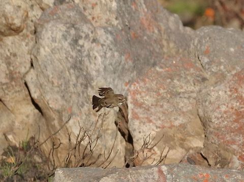 Protea canary (Crithagra leucopterus) Swartberg Pass, Western Cape, South Africa. Apr 2, 2016. Crithagra leucopterus,Fall,Geotagged,Protea canary,South Africa