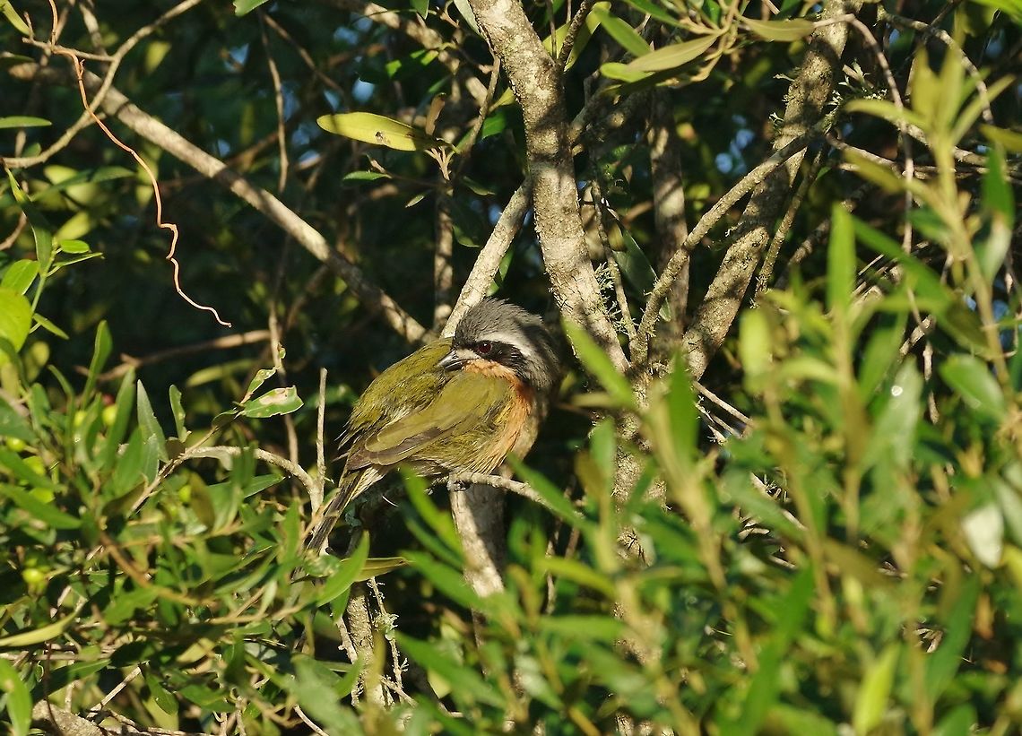 Olive bushshrike (Telophorus olivaceus) Bontebok NP, Western Cape, South Africa.  Mar 29, 2016. Fall,Geotagged,Olive bushshrike,South Africa,Telophorus olivaceus
