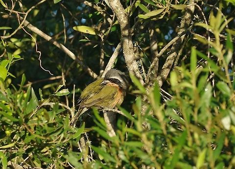 Olive bushshrike (Telophorus olivaceus) Bontebok NP, Western Cape, South Africa.  Mar 29, 2016. Fall,Geotagged,Olive bushshrike,South Africa,Telophorus olivaceus