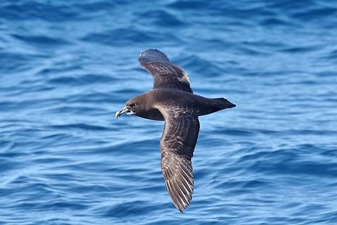 White-chinned petrel (Procellaria aequinoctialis) Trawling grounds south of Cape Town, South Africa. Apr 9, 2016. Fall,Geotagged,Procellaria aequinoctialis,South Africa,White-chinned petrel