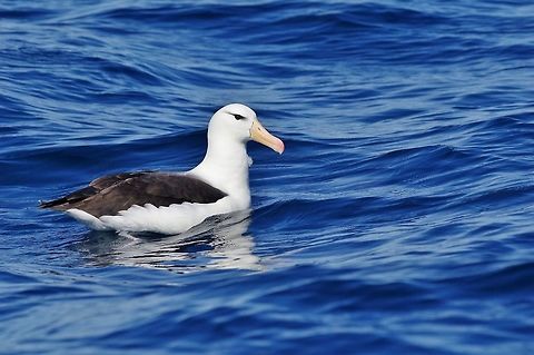 Black-browed albatross (Thalassarche melanophris) Trawling grounds south of Cape Town, South Africa. Apr 9, 2016. Black-browed albatross,Fall,Geotagged,South Africa,Thalassarche melanophris