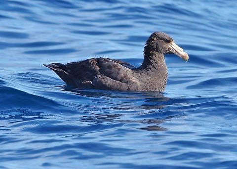 Southern giant-petrel (Macronectes giganteus) Trawling grounds south of Cape Town, South Africa. Apr 9, 2016. Fall,Geotagged,Macronectes giganteus,South Africa,Southern giant petrel