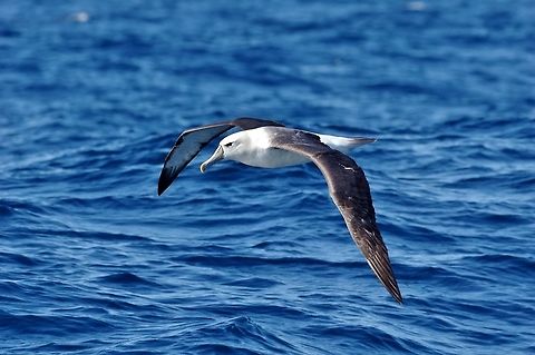 Shy albatross (Thalassarche cauta) Trawling grounds south of Cape Town, South Africa. Apr 9, 2016. Fall,Geotagged,Shy albatross,South Africa,Thalassarche cauta,Thalassarche steadi,White-capped Albatross