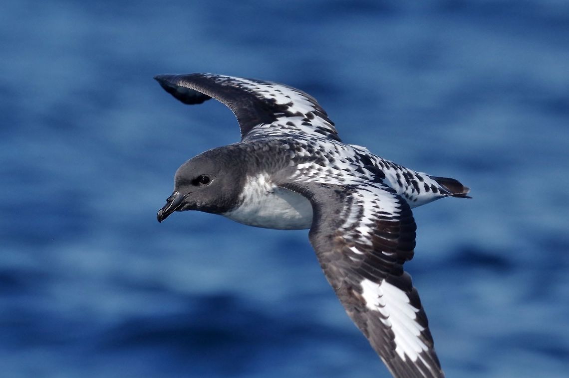 Cape petrel (Daption capense) Trawling grounds south of Cape Town, South Africa. Apr 9, 2016. Cape petrel,Daption capense,Fall,Geotagged,South Africa