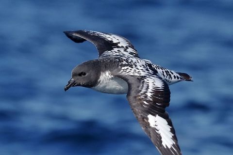 Cape petrel (Daption capense) Trawling grounds south of Cape Town, South Africa. Apr 9, 2016. Cape petrel,Daption capense,Fall,Geotagged,South Africa