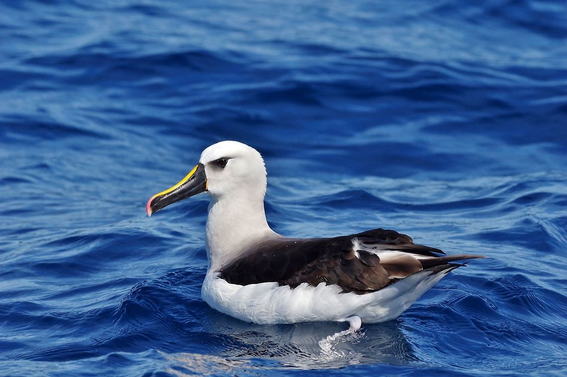 Atlantic yellow-nosed albatross (Thalassarche chlororhynchos) Trawling grounds south of Cape Town, South Africa. Apr 9, 2016. Atlantic yellow-nosed albatross,Fall,Geotagged,South Africa,Thalassarche chlororhynchos
