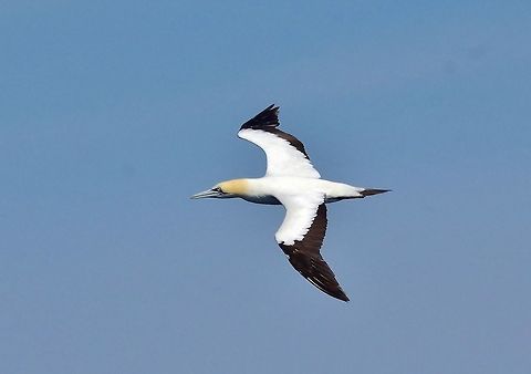 Cape gannet (Morus capensis) Trawling grounds south of Cape Town, South Africa. Apr 9, 2016. Cape gannet,Fall,Geotagged,Morus capensis,South Africa