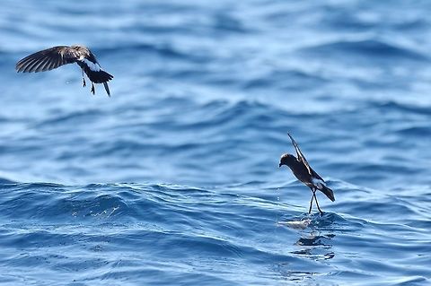 Wilson's storm petrel (Oceanites oceanicus) Trawling grounds south of Cape Town, South Africa. Apr 9, 2016. Fall,Geotagged,Oceanites oceanicus,South Africa,Wilson's storm petrel