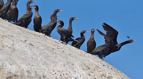 Cape cormorant (Phalacrocorax capensis) Simon's Town harbor, Western Cape, South Africa. Apr 9, 2016. Cape cormorant,Fall,Geotagged,Phalacrocorax capensis,South Africa