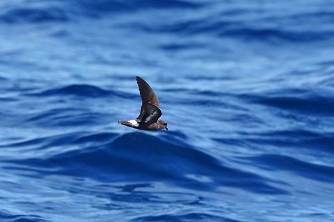 European storm petre (Hydrobates pelagicus) Trawling grounds south of Cape Town, South Africa. Apr 9, 2016. European storm petrel,Fall,Geotagged,Hydrobates pelagicus,South Africa