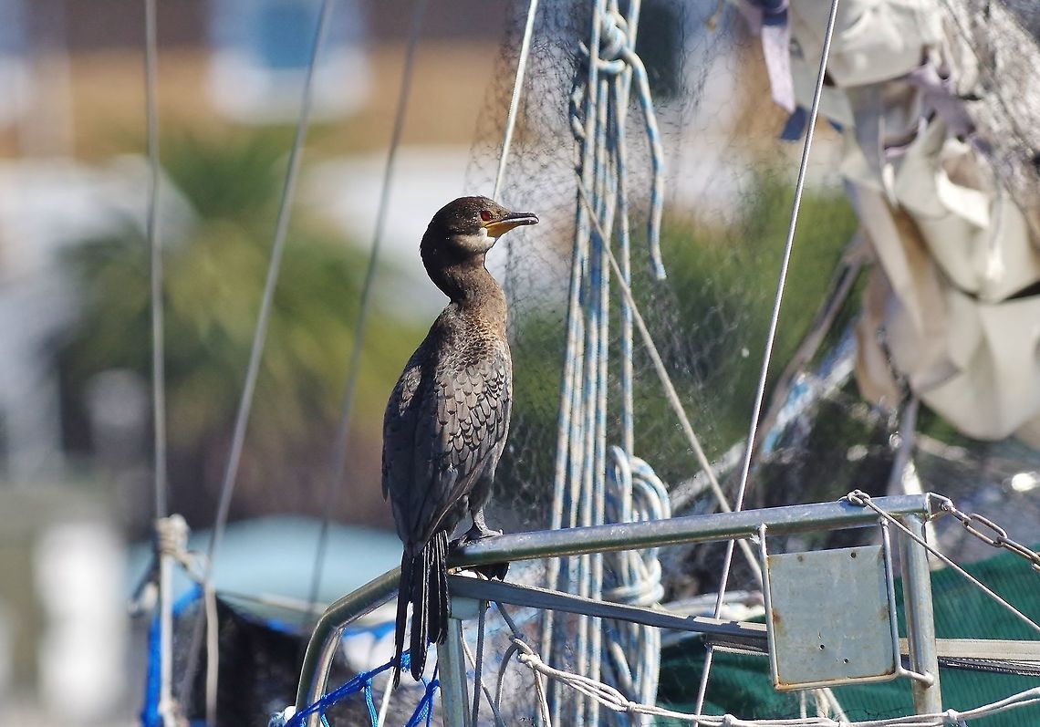 Crowned cormorant (Microcarbo coronatus) Simon's Town marina, Western Cape, South Africa. Apr 9, 2016. Crowned cormorant,Fall,Geotagged,Microcarbo coronatus,South Africa