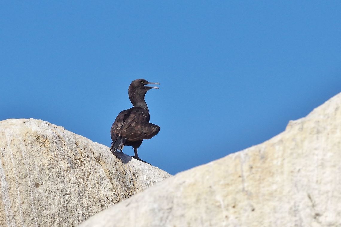 Bank cormorant (Phalacrocorax neglectus) Simon&#039;s Town, Western Cape, South Africa. Apr 9, 2016. Bank cormorant,Fall,Geotagged,Phalacrocorax neglectus,South Africa