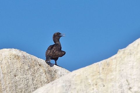 Bank cormorant (Phalacrocorax neglectus) Simon's Town, Western Cape, South Africa. Apr 9, 2016. Bank cormorant,Fall,Geotagged,Phalacrocorax neglectus,South Africa