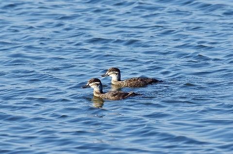 Maccoa duck (Oxyura maccoa) Strandfontein Water Treatment Plant, Cape Town, South Africa. Apr 9, 2016. Fall,Geotagged,Maccoa duck,Oxyura maccoa,South Africa