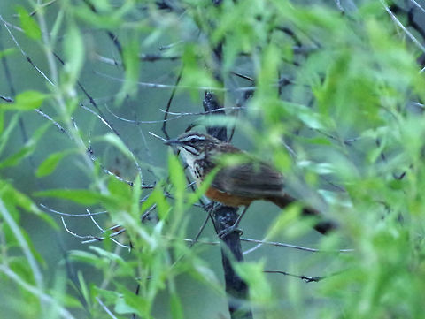 Rockrunner (Achaetops pycnopygius) Avis Dam Nature Reserve, Windhoek, Namibia. Mar 11, 2016. Achaetops pycnopygius,Geotagged,Namibia,Rockrunner,Summer