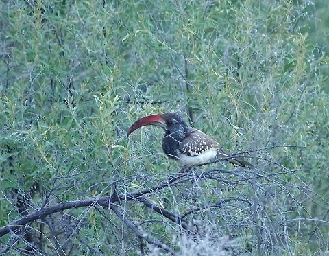 Monteiro's hornbill (Tockus monteiri) Avis Dam Nature Reserve, Windhoek, Namibia. Mar 11, 2016. Geotagged,Monteiros hornbill,Namibia,Summer,Tockus monteiri