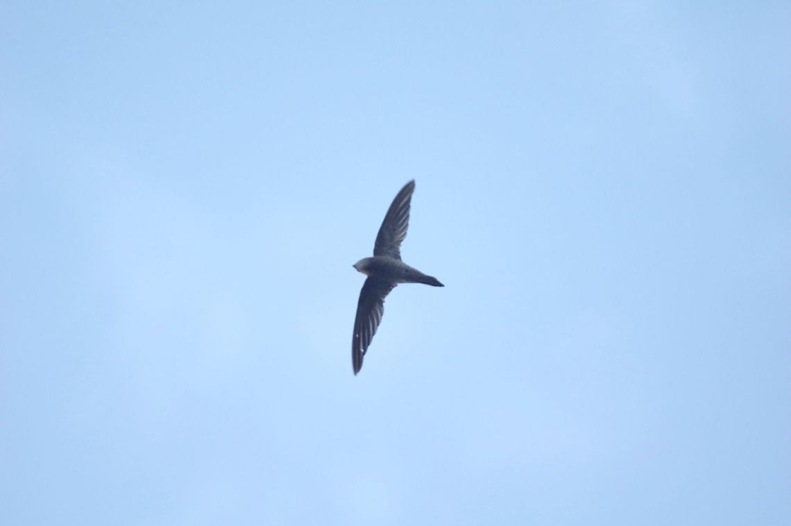 Bradfield's swift (Apus bradfieldi) Daan Viljoen Nature Reserve, Namibia. Mar 12, 2016. Apus bradfieldi,Bradfields swift,Geotagged,Namibia,Summer