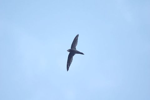 Bradfield's swift (Apus bradfieldi) Daan Viljoen Nature Reserve, Namibia. Mar 12, 2016. Apus bradfieldi,Bradfields swift,Geotagged,Namibia,Summer