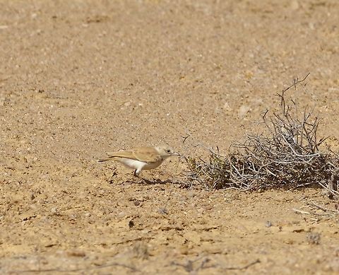 Gray's lark (Ammomanes grayi) Namib-Naukluft NP, Namibia. Mar 15, 2016. Ammomanes grayi,Geotagged,Gray's lark,Namibia,Summer