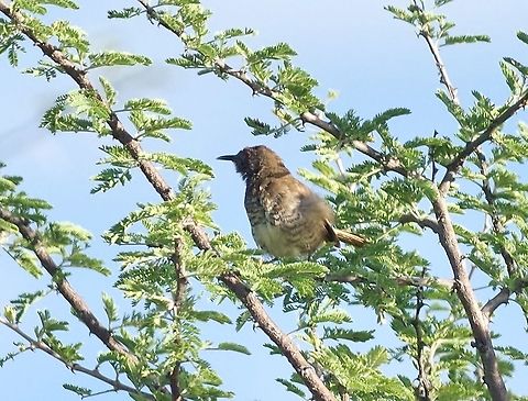 Barred wren-warbler (Calamonastes fasciolatus) Daan Viljoen Nature Reserve, Namibia. Mar 12, 2016. Barred wren-warbler,Calamonastes fasciolatus,Geotagged,Namibia,Summer