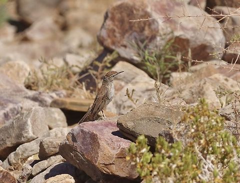 Karoo long-billed lark (Certhilauda subcoronata) Fish River Canyon Nature Park, Namibia. Mar 20, 2016. Certhilauda subcoronata,Geotagged,Karoo long-billed lark,Namibia,Summer