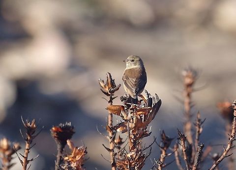Cape siskin (Crithagra totta) Swartberg Pass, Western Cape, South Africa. Apr 2, 2016. Cape siskin,Crithagra totta,Fall,Geotagged,South Africa