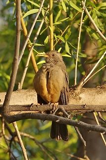 Karoo thrush (Turdus smithi) Prince Albert, Western Cape, South Africa. Apr 1, 2016. Fall,Geotagged,Karoo thrush,South Africa,Turdus smithi