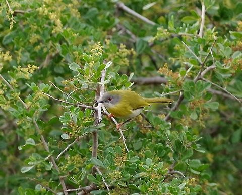 Yellow-breasted Apalis (Apalis flavida) Kaboega Farm, Eastern Cape, South Africa. Apr 5, 2016. Apalis flavida,Fall,Geotagged,South Africa,Yellow-breasted apalis