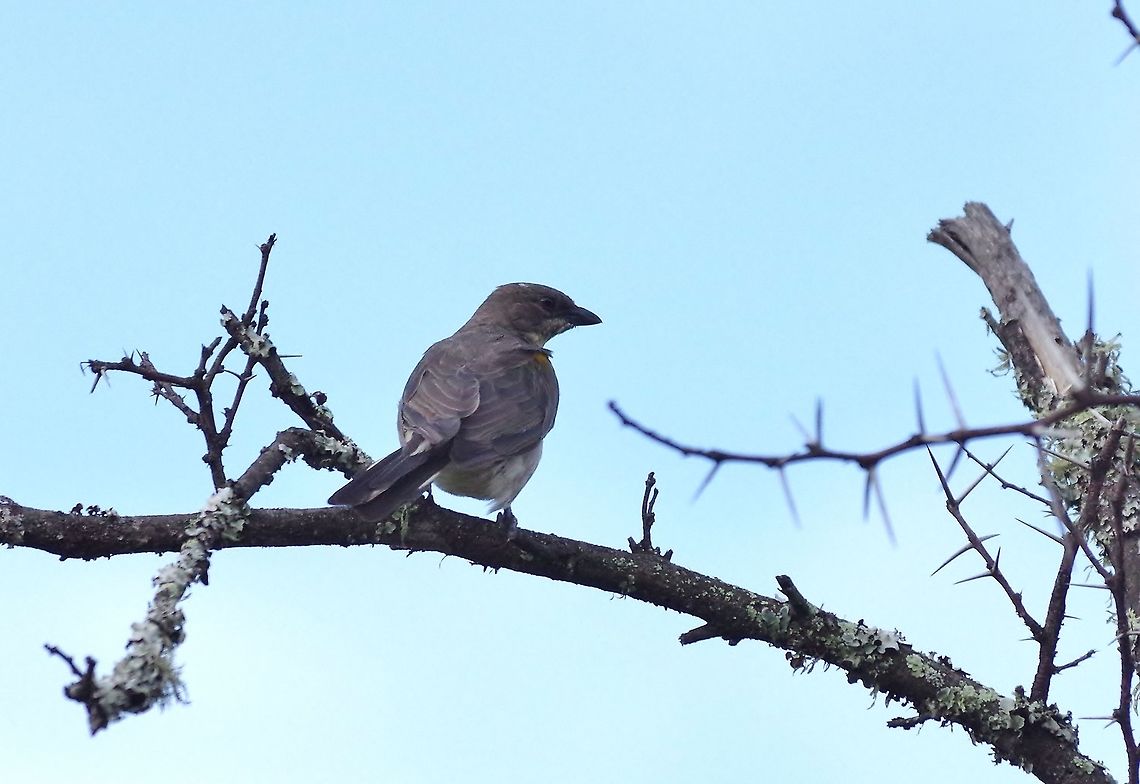 Greater honeyguide (Indicator indicator) Kaboega Farm, Eastern Cape, South Africa. Apr 5, 2016. Fall,Geotagged,Greater honeyguide,Indicator indicator,South Africa