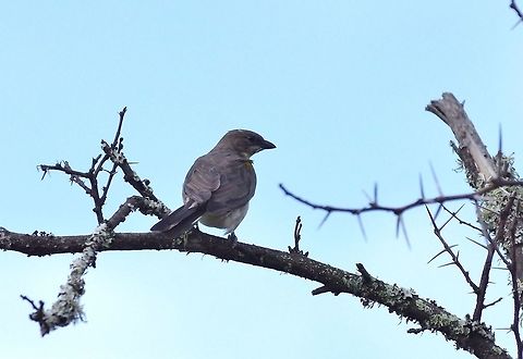 Greater honeyguide (Indicator indicator) Kaboega Farm, Eastern Cape, South Africa. Apr 5, 2016. Fall,Geotagged,Greater honeyguide,Indicator indicator,South Africa