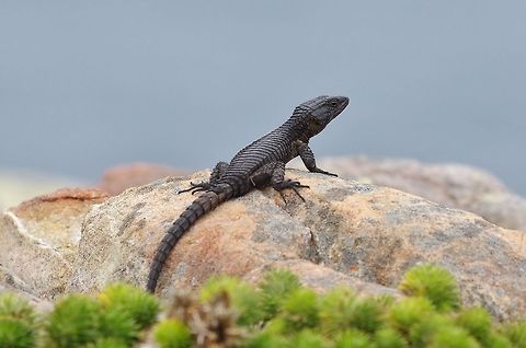 Black girdled lizard (Cordylus niger) Cape Point, South Africa. Apr 11, 2016. Black girdled lizard,Cordylus niger,Fall,Geotagged,South Africa