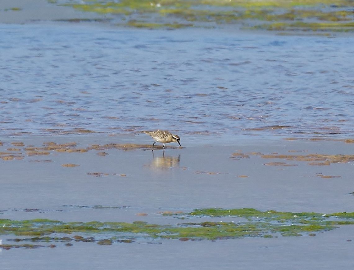 Kittlitz's plover (Charadrius pecuarius) Rooisand Nature Reserve, Western Cape, South Africa. Apr 12, 2016. Charadrius pecuarius,Fall,Geotagged,Kittlitz's plover,South Africa