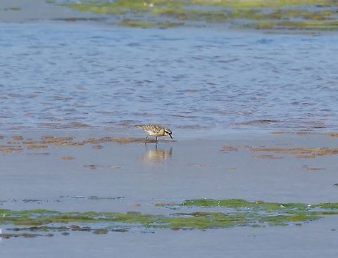 Kittlitz's plover (Charadrius pecuarius) Rooisand Nature Reserve, Western Cape, South Africa. Apr 12, 2016. Charadrius pecuarius,Fall,Geotagged,Kittlitz's plover,South Africa
