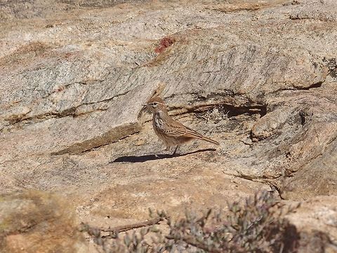 Karoo lark (Calendulauda albescens) Steinkopf, Northern Cape, South Africa. Mar 22, 2016. Calendulauda albescens,Fall,Geotagged,Karoo lark,South Africa