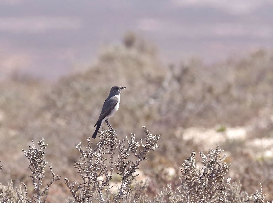 Karoo chat (Emarginata schlegelii) Douse the Glim, South africa. Mar 24, 2016. Emarginata schlegelii,Fall,Geotagged,Karoo chat,South Africa