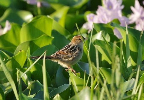 Levaillant's Cisticola (Cisticola tinniens) Bontebok NP, Western Cape, South Africa. Mar 28, 2016. Cisticola tinniens,Fall,Geotagged,Levaillants Cisticola,South Africa