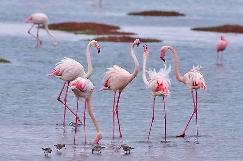 Greater flamingos (Phoenicopterus roseus) Walvis Bay lagoon, Namibia. Mar 14, 2016. Geotagged,Greater flamingo,Namibia,Phoenicopterus roseus,Summer