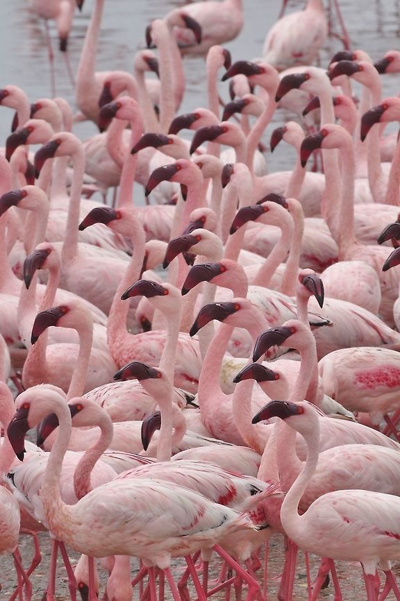 Lesser Flamingos (Phoenicopterus minor) Walvis Bay lagoon, Namibia. Mar 14, 2016. Geotagged,Lesser Flamingo,Namibia,Phoenicopterus minor,Summer