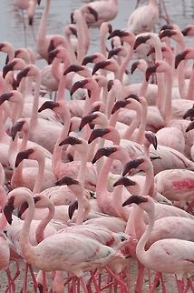 Lesser Flamingos (Phoenicopterus minor) Walvis Bay lagoon, Namibia. Mar 14, 2016. Geotagged,Lesser Flamingo,Namibia,Phoenicopterus minor,Summer