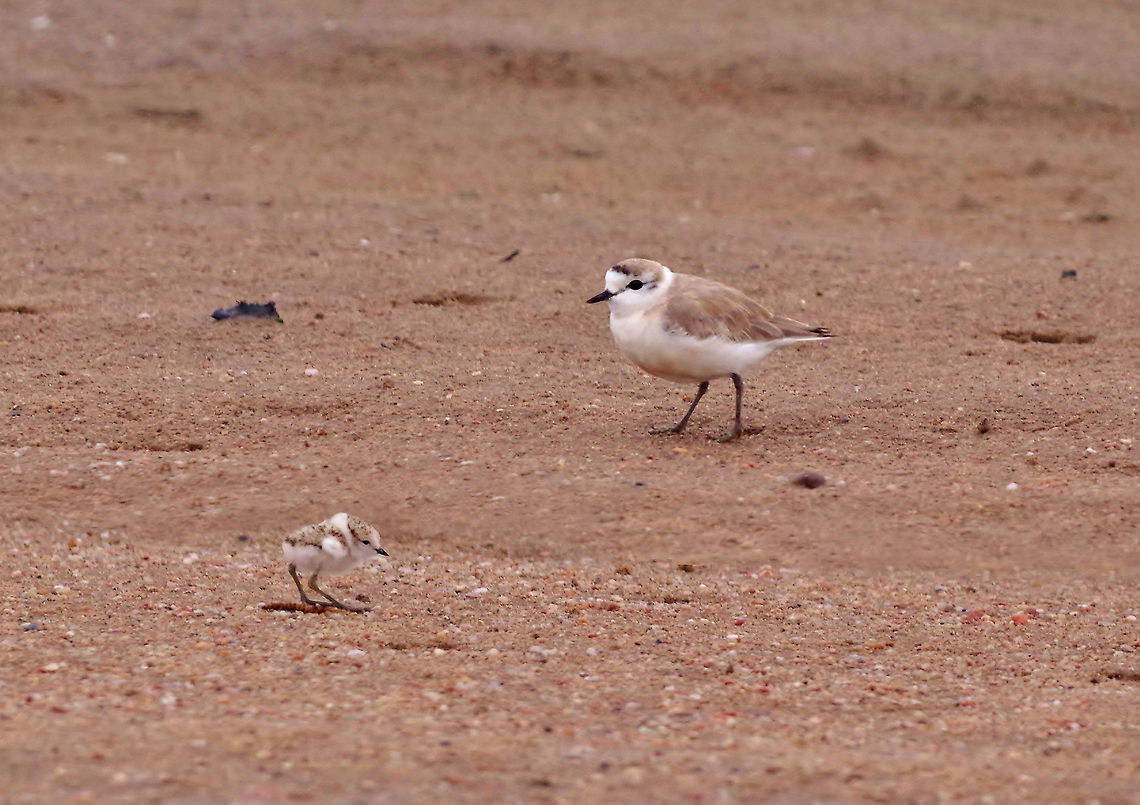 White-fronted plover (Charadrius marginatus) Walvis Bay lagoon, Namibia. Mar 14, 2016. Charadrius marginatus,Geotagged,Namibia,Summer,white-fronted plover