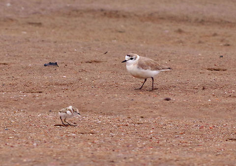 White-fronted plover (Charadrius marginatus) Walvis Bay lagoon, Namibia. Mar 14, 2016. Charadrius marginatus,Geotagged,Namibia,Summer,white-fronted plover