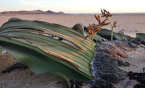 Welwitschia mirabilis Welwitschi plains, Namibia. Mar 13, 2016. Geotagged,Namibia,Summer,Welwitschia,Welwitschia mirabilis