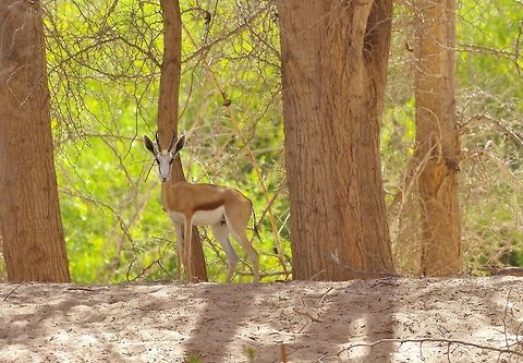 Springbok under Faidherbia albida. Gobabeb Research Station, Namibia. Mar 16, 2016. Antidorcas marsupialis,Geotagged,Namibia,Springbok,Summer