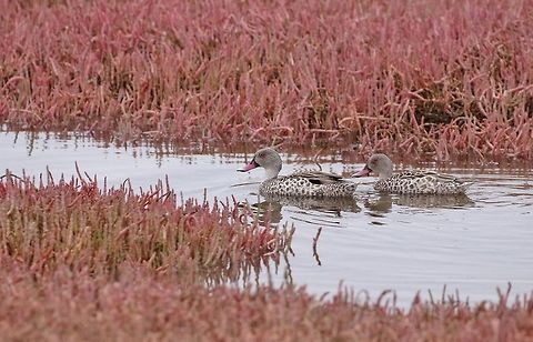 Cape Teals (Anas capensis) Walvis Bay lagoon, Namibia. Mar 14, 2016. Anas capensis,Cape Teal,Geotagged,Namibia,Summer