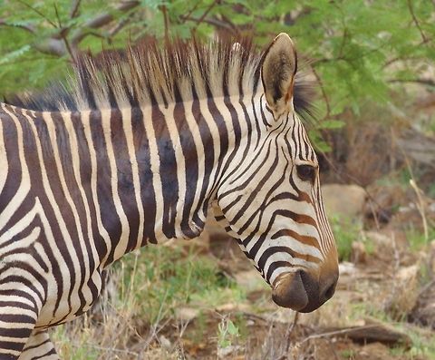 Hartmanns mountain zebra (Equus zebra hartmannae) Gamsberg pass, Namibia. Mar 13, 2016. Equus zebra,Equus zebra hartmannae,Geotagged,Hartmanns mountain zebra,Mountain zebra,Namibia,Summer
