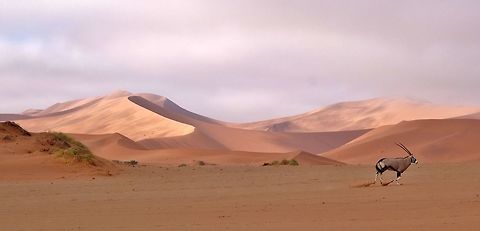 Gemsbok (Oryx gazella) Sossusvlei, Namibia. Mar 17, 2016. Gemsbok,Geotagged,Namibia,Oryx gazella,Summer
