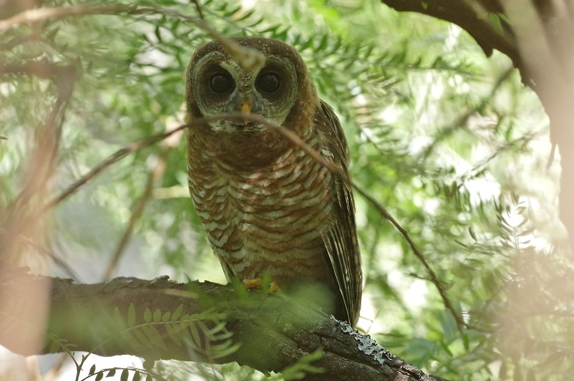 African wood owl (Strix woodfordii) Marloth Nature Reserve, Western cape, South Africa. Mar 28, 2016. African wood owl,Fall,Geotagged,South Africa,Strix woodfordii